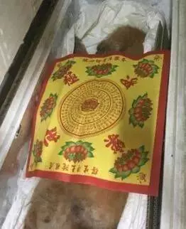 患病老金毛被遺棄,臨走時它還在沖主人搖尾巴……