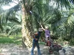【僱主嘩然】罵到亂 !! 1萬人頭稅竟要外勞承擔80% ?! 外勞辭職返國潮一定來~~商家要叫救命