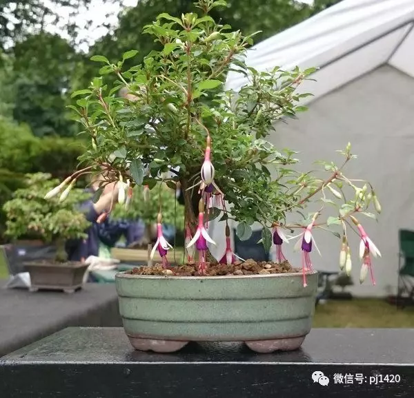 盆景六大常見問題與防治方法