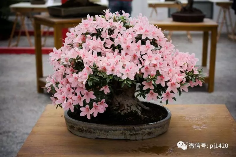 盆景六大常見問題與防治方法