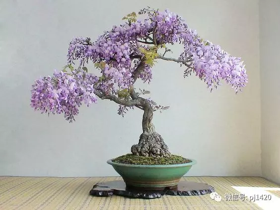 盆景六大常見問題與防治方法