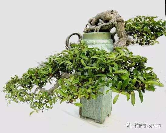 盆景六大常見問題與防治方法
