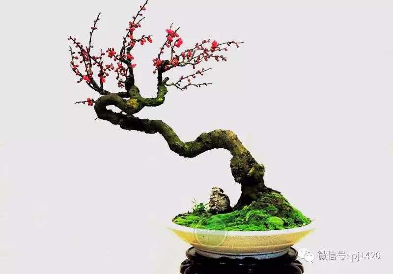 盆景六大常見問題與防治方法