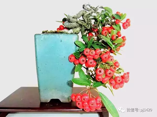 盆景六大常見問題與防治方法