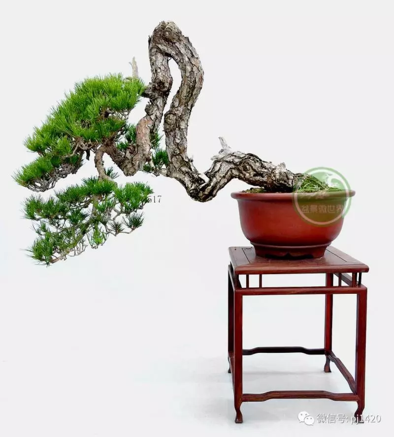 以曲為美,美在變化!