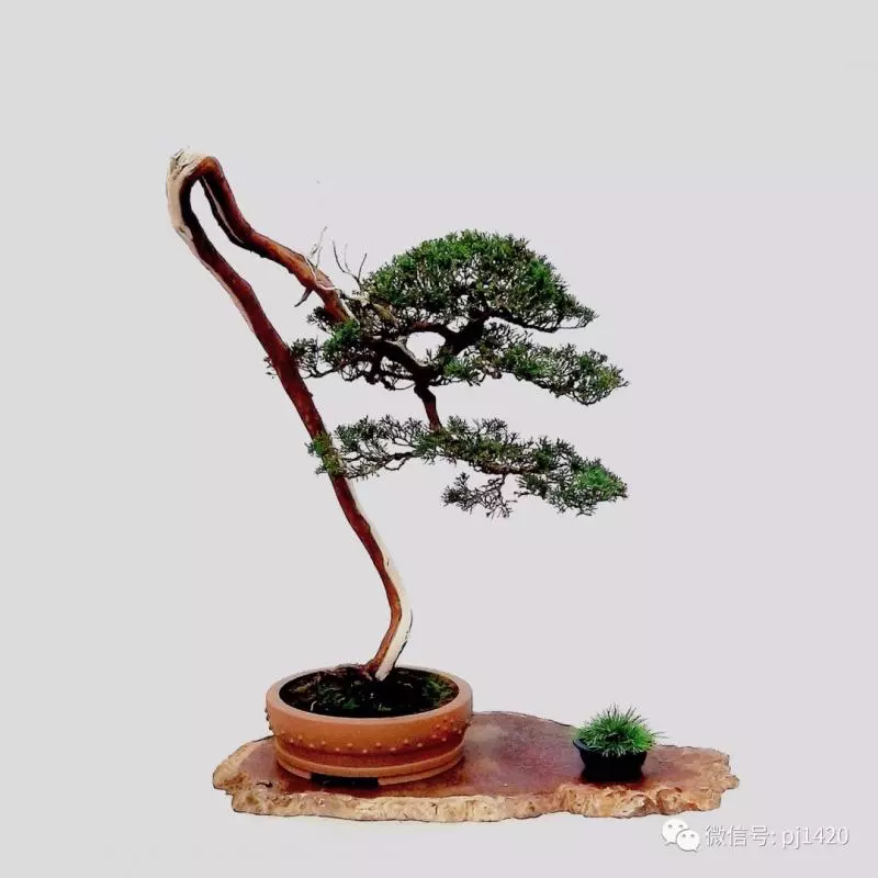 以曲為美,美在變化!