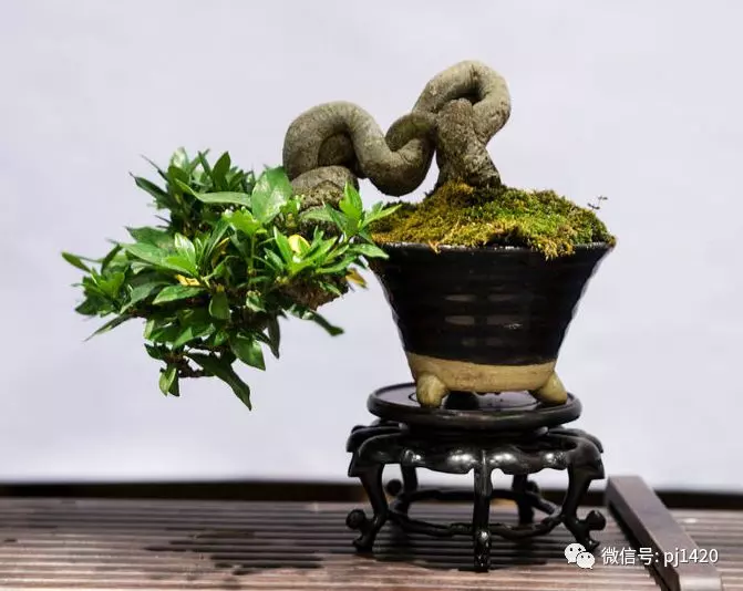 以曲為美,美在變化!