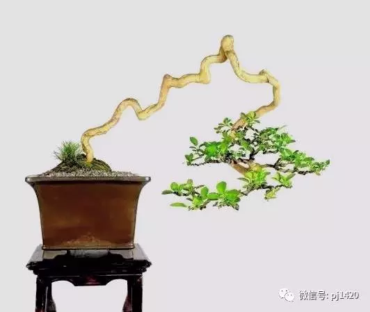 以曲為美,美在變化!