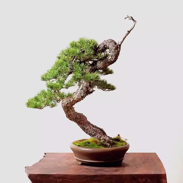以曲為美,美在變化!