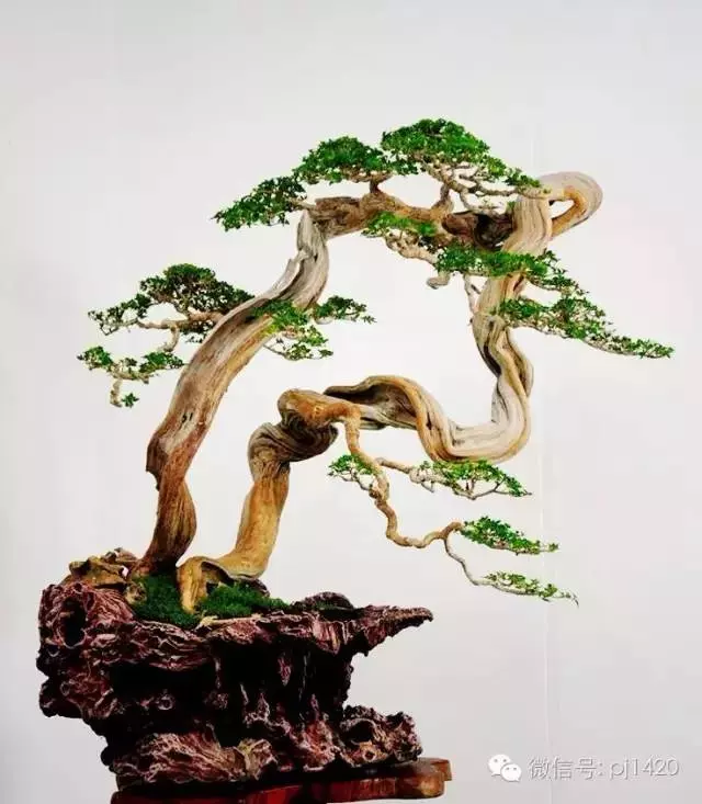 以曲為美,美在變化!