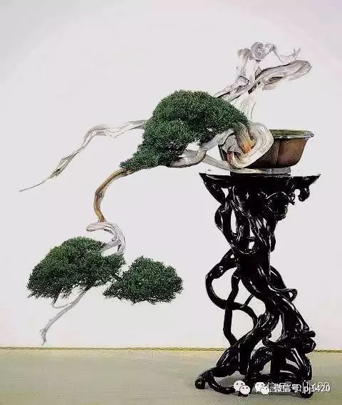 以曲為美,美在變化!
