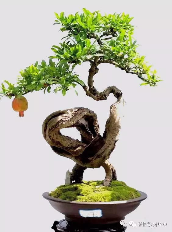 以曲為美,美在變化!