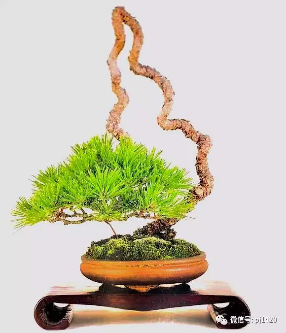 以曲為美,美在變化!