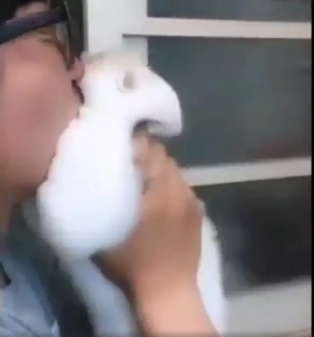 想擁抱下貓咪,卻遭到抵抗,主人抱貓用力一吸結果貓臉都變形了!