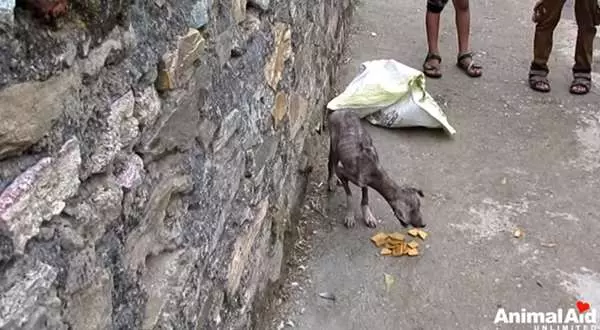 印度路邊的麻袋傳來虛弱叫聲,無毛狗顫抖身子走了出來,6個月後模樣完全大不同!
