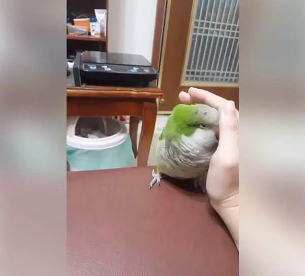 誰說只有貓狗會討摸摸...可愛小鸚鵡根本「飼主控」,黏著主人的手不肯放開,模樣讓大家萌翻!