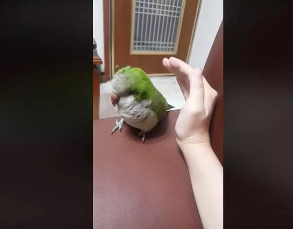 誰說只有貓狗會討摸摸...可愛小鸚鵡根本「飼主控」,黏著主人的手不肯放開,模樣讓大家萌翻!