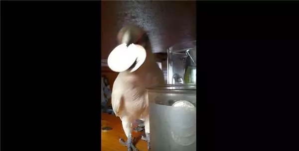 誰說只有貓狗會討摸摸...可愛小鸚鵡根本「飼主控」,黏著主人的手不肯放開,模樣讓大家萌翻!