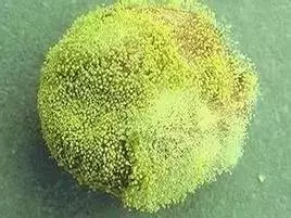 它的毒性是砒霜的68倍,還致癌!(你也許每天都在吃)