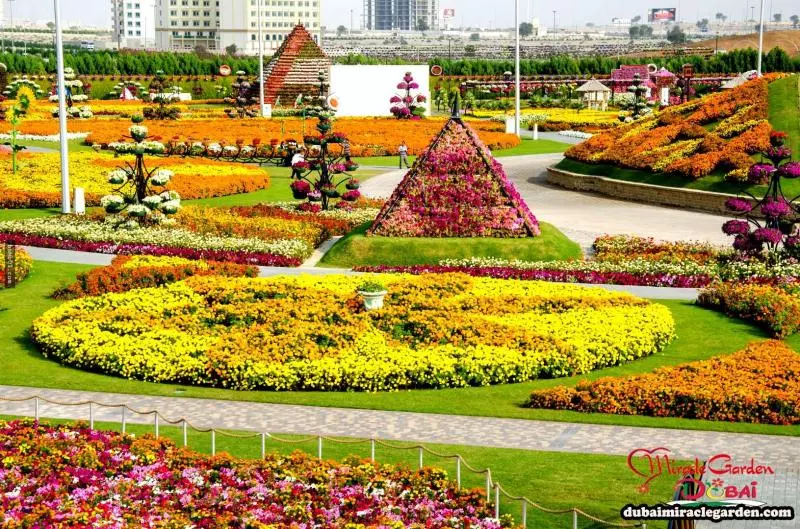 全球最大的自然花園 - 杜拜奇蹟花園(Dubai Miracle Garden)