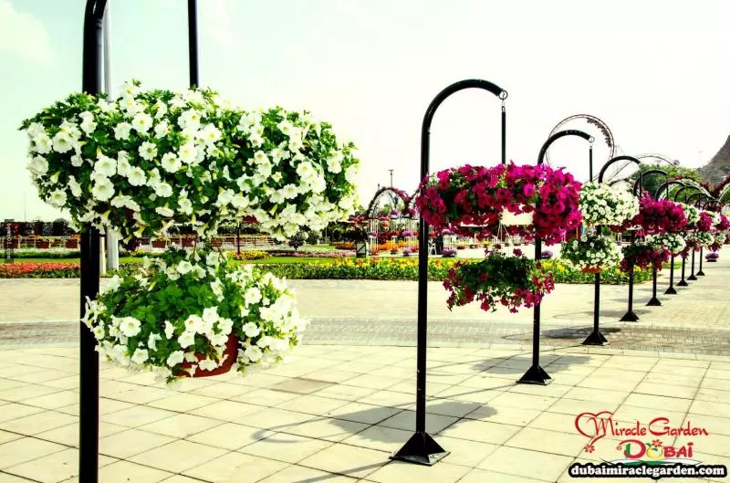 全球最大的自然花園 - 杜拜奇蹟花園(Dubai Miracle Garden)