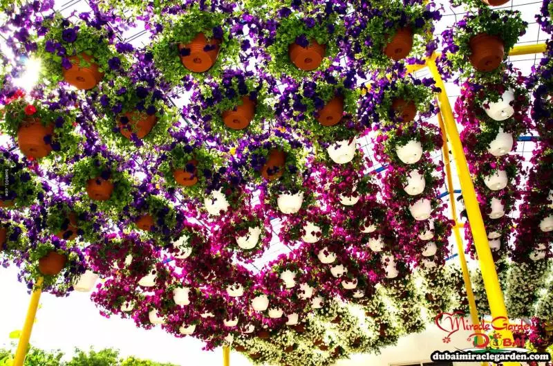 全球最大的自然花園 - 杜拜奇蹟花園(Dubai Miracle Garden)