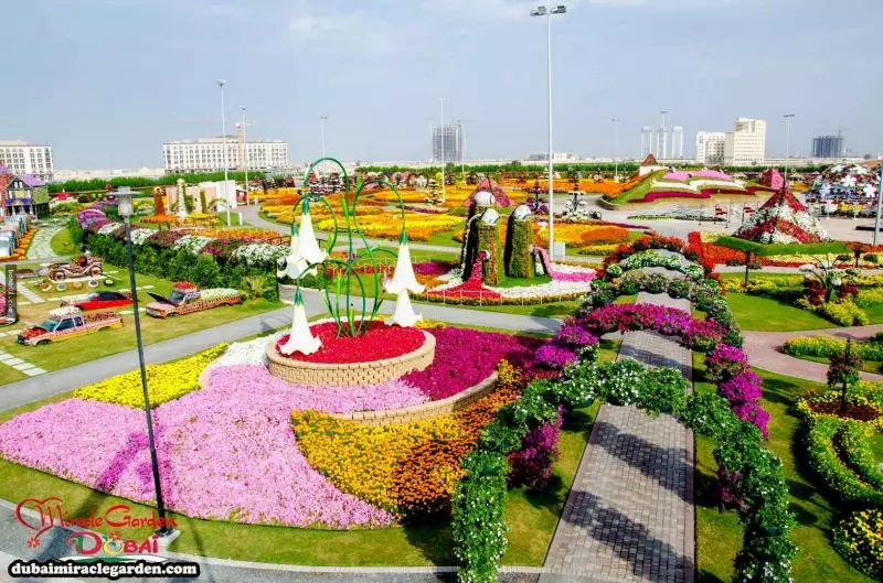 全球最大的自然花園 - 杜拜奇蹟花園(Dubai Miracle Garden)