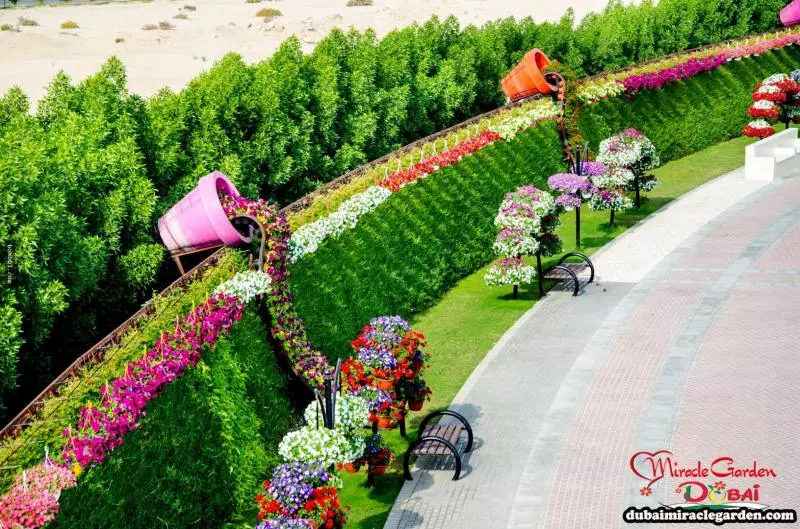 全球最大的自然花園 - 杜拜奇蹟花園(Dubai Miracle Garden)