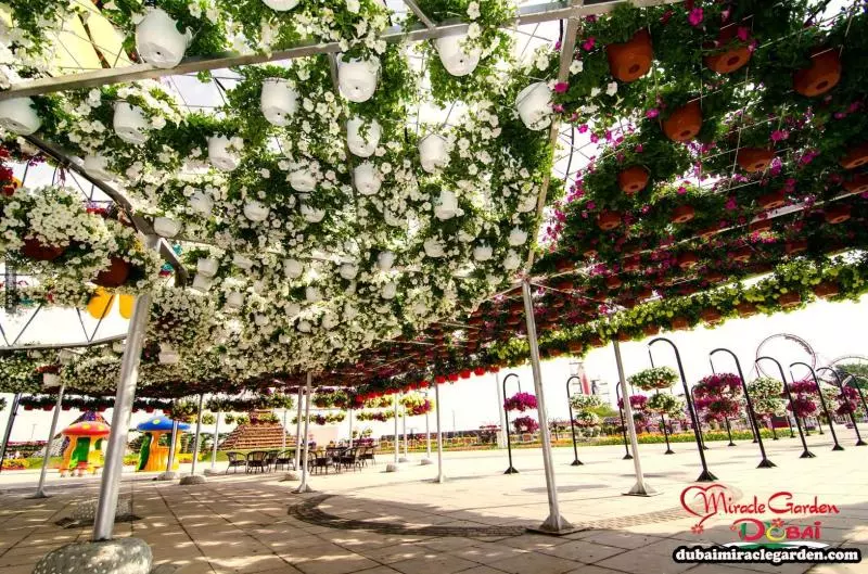 全球最大的自然花園 - 杜拜奇蹟花園(Dubai Miracle Garden)
