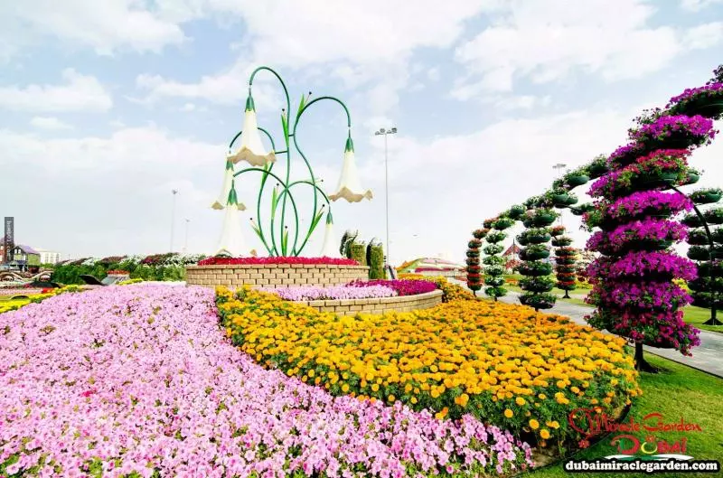 全球最大的自然花園 - 杜拜奇蹟花園(Dubai Miracle Garden)