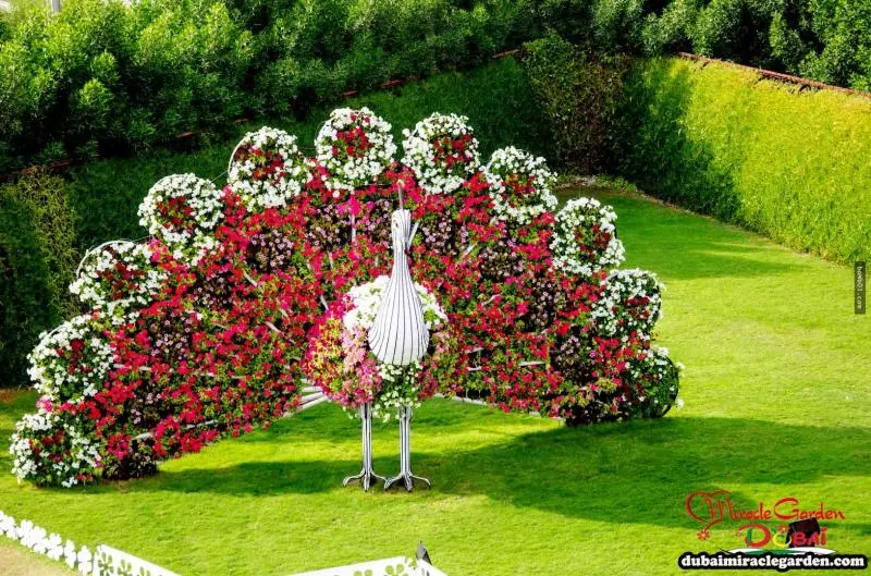 全球最大的自然花園 - 杜拜奇蹟花園(Dubai Miracle Garden)