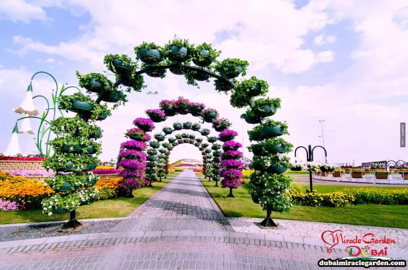 全球最大的自然花園 - 杜拜奇蹟花園(Dubai Miracle Garden)