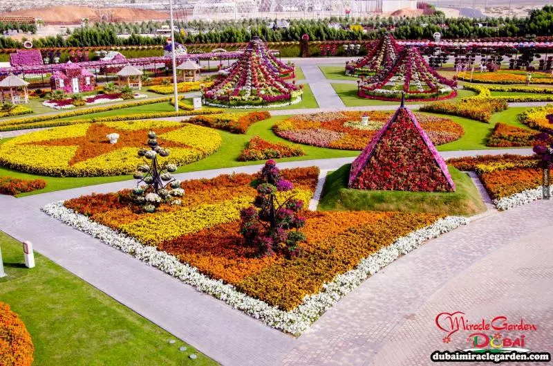 全球最大的自然花園 - 杜拜奇蹟花園(Dubai Miracle Garden)