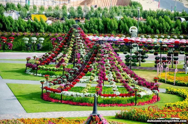 全球最大的自然花園 - 杜拜奇蹟花園(Dubai Miracle Garden)