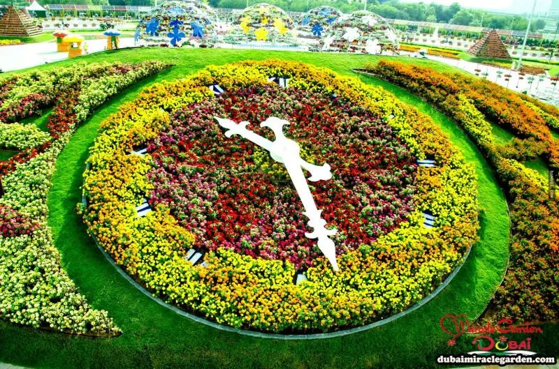 全球最大的自然花園 - 杜拜奇蹟花園(Dubai Miracle Garden)