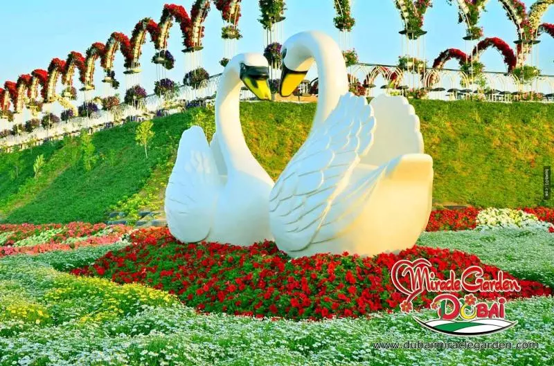 全球最大的自然花園 - 杜拜奇蹟花園(Dubai Miracle Garden)