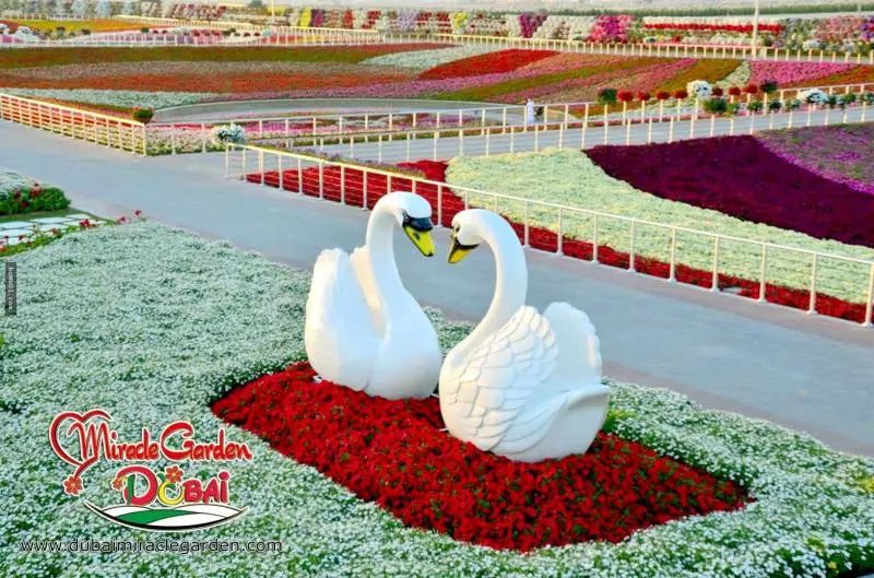 全球最大的自然花園 - 杜拜奇蹟花園(Dubai Miracle Garden)