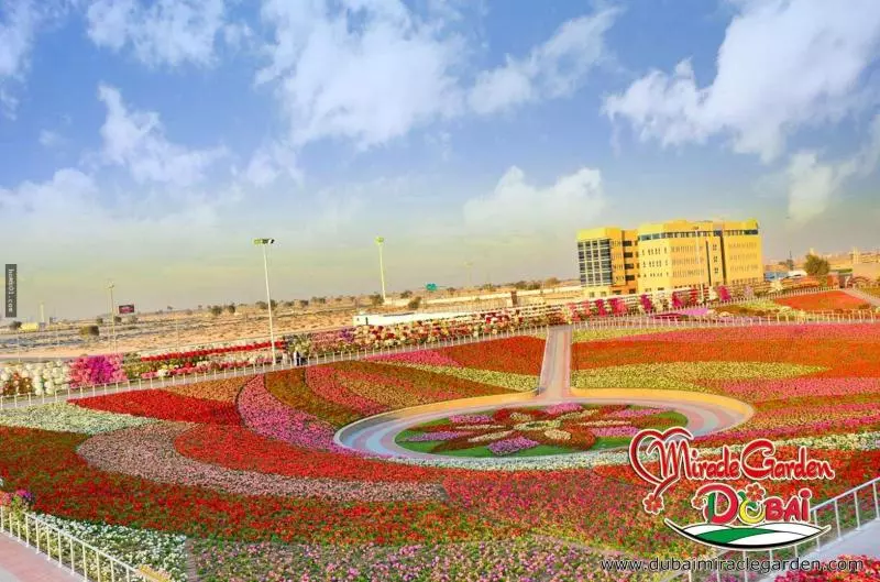 全球最大的自然花園 - 杜拜奇蹟花園(Dubai Miracle Garden)