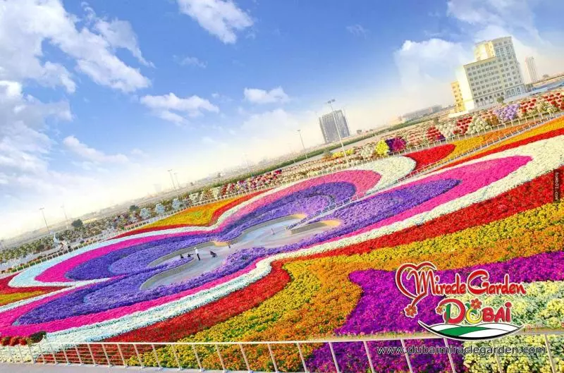全球最大的自然花園 - 杜拜奇蹟花園(Dubai Miracle Garden)