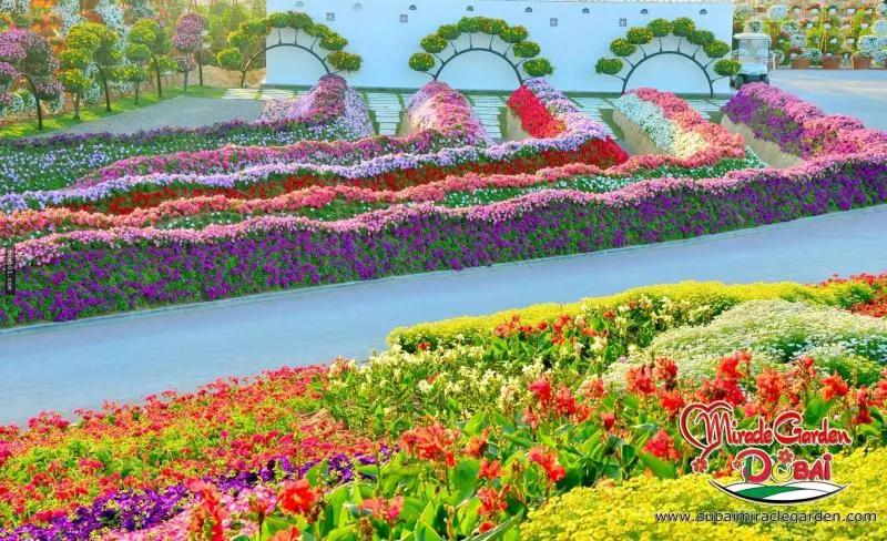 全球最大的自然花園 - 杜拜奇蹟花園(Dubai Miracle Garden)