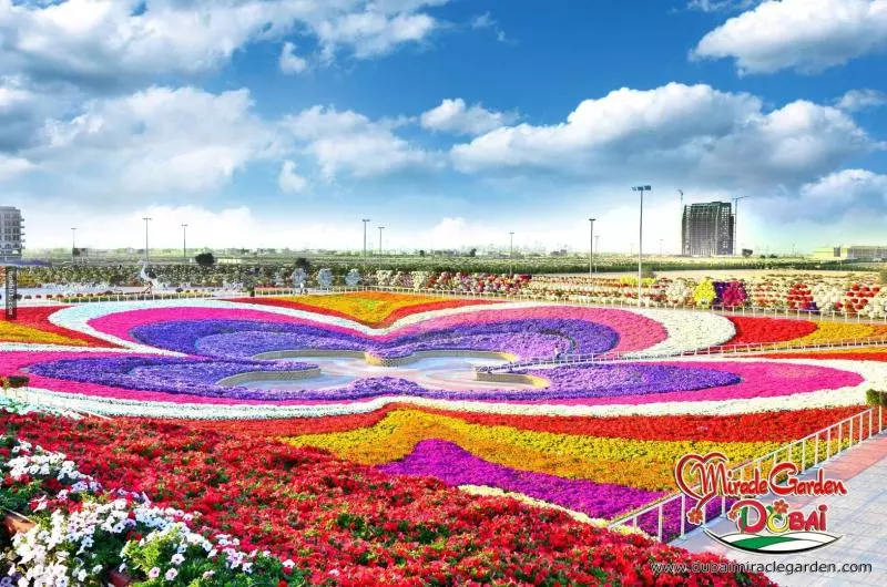 全球最大的自然花園 - 杜拜奇蹟花園(Dubai Miracle Garden)
