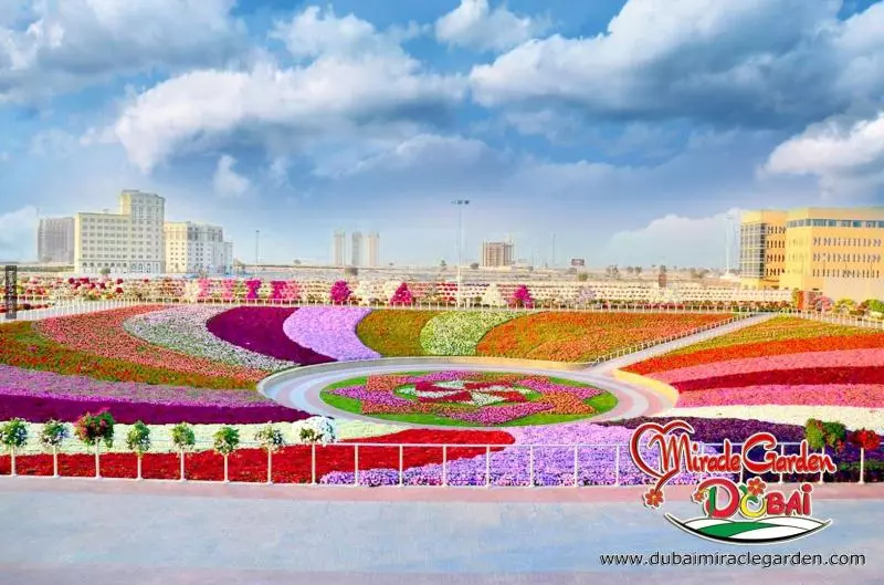 全球最大的自然花園 - 杜拜奇蹟花園(Dubai Miracle Garden)
