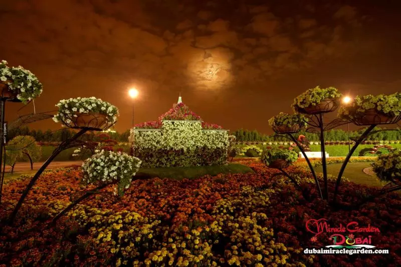 全球最大的自然花園 - 杜拜奇蹟花園(Dubai Miracle Garden)