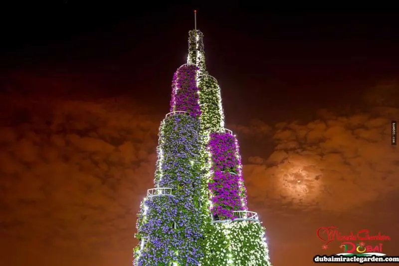 全球最大的自然花園 - 杜拜奇蹟花園(Dubai Miracle Garden)