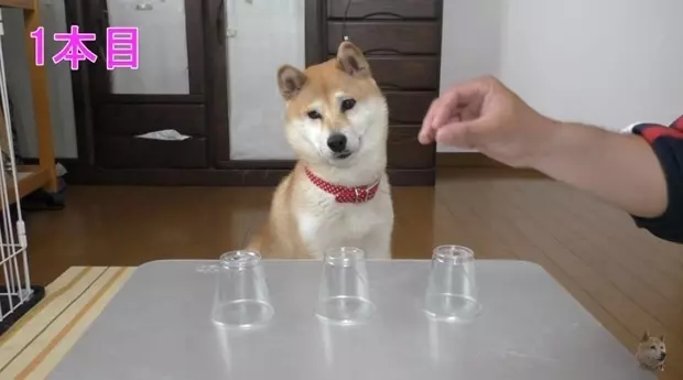猜對就能吃!放水「拿透明杯」跟柴柴玩猜杯杯,沒想到牠「超笨反應」笑翻網友:阿捏母湯XD - LOOKER