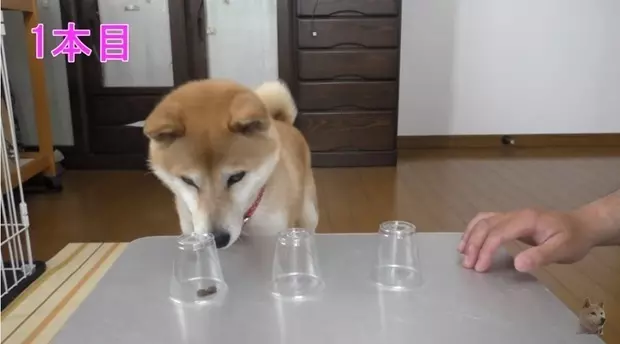 猜對就能吃!放水「拿透明杯」跟柴柴玩猜杯杯,沒想到牠「超笨反應」笑翻網友:阿捏母湯XD - LOOKER