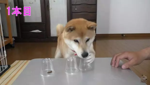 猜對就能吃!放水「拿透明杯」跟柴柴玩猜杯杯,沒想到牠「超笨反應」笑翻網友:阿捏母湯XD - LOOKER