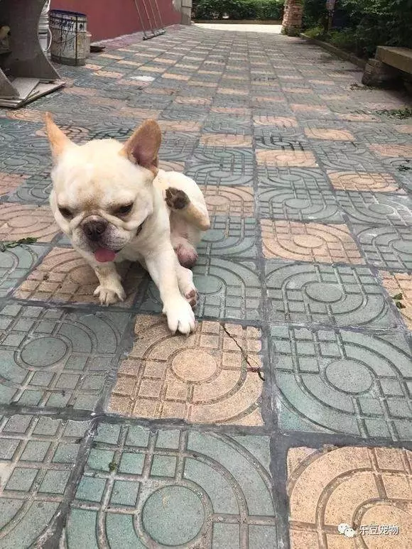 偶遇一隻流浪狗,竟然是法牛,狗狗轉身後我全明白了……