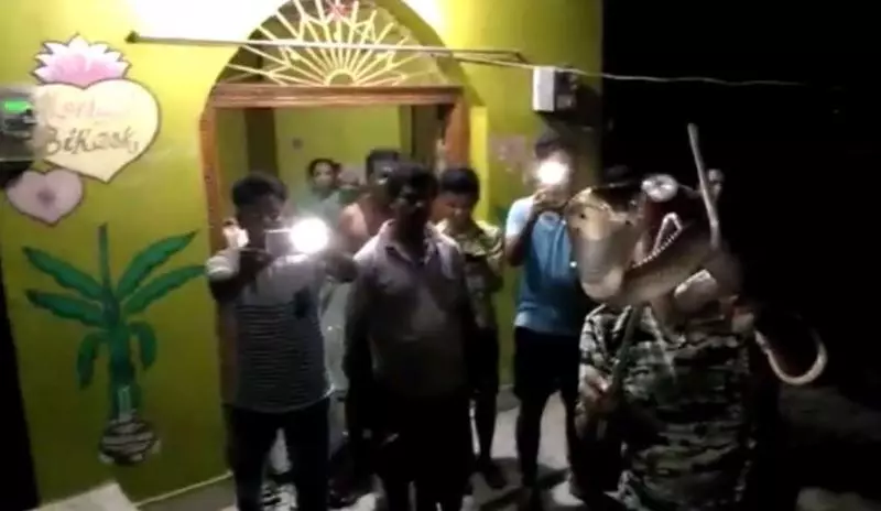 母愛!整窩小奶狗差點被吃掉 狗媽媽挺身對抗眼鏡蛇