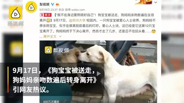 母愛!整窩小奶狗差點被吃掉 狗媽媽挺身對抗眼鏡蛇